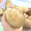 Sò dương sống giá tốt
